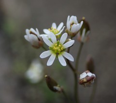 Draba verna