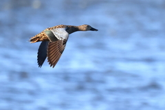 Cape Shoveler photo 5