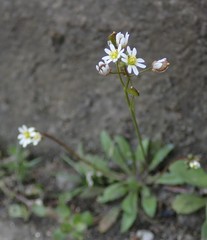 Draba verna