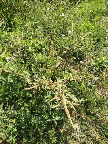 Amaranthus spinosus iNat (2)