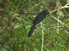 Crotophaga ani
