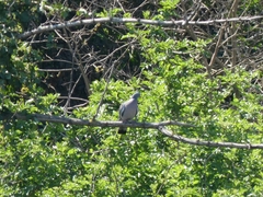 Columba palumbus