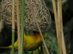 Ploceus subaureus subaureus