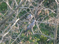 Columba palumbus