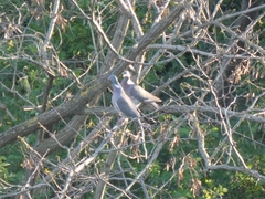 Columba palumbus