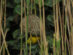 Ploceus subaureus subaureus