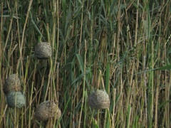 Ploceus subaureus subaureus