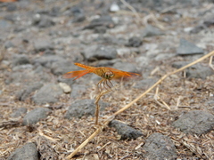 Brachythemis contaminata