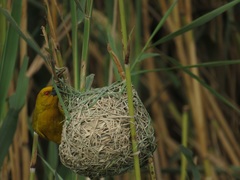 Ploceus subaureus subaureus