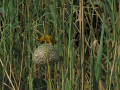 Ploceus subaureus subaureus