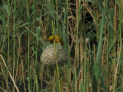 Ploceus subaureus subaureus