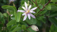 Grewia occidentalis occidentalis