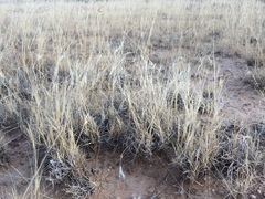 Scleropogon brevifolius