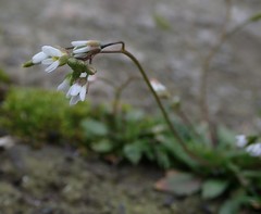 Draba verna