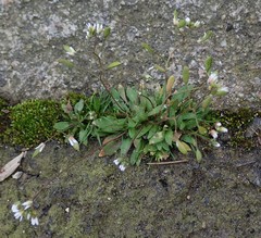 Draba verna