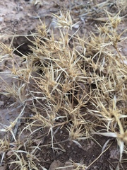 Munroa squarrosa