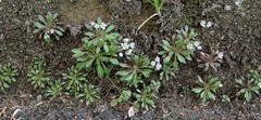 Draba verna