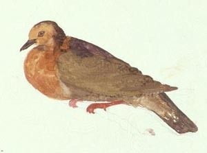 Tanna Ground Dove (Pampusana ferruginea) photo