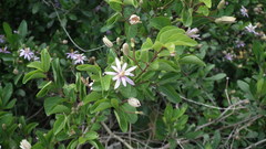 Grewia occidentalis occidentalis
