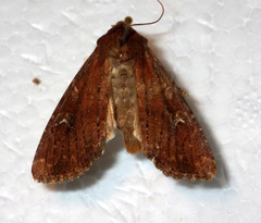 Apamea lateritia