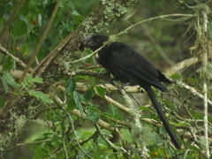 Crotophaga ani