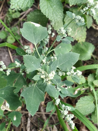 Chenopodium opulifolium iNat (3)
