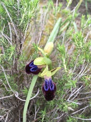 Ophrys fusca iricolor