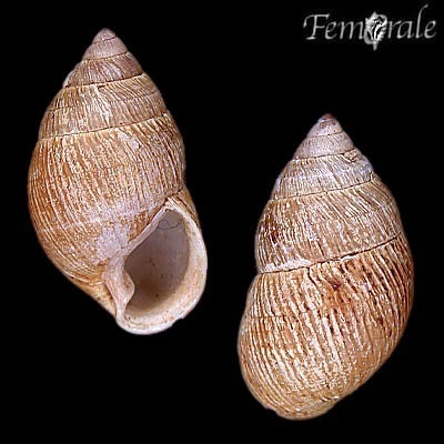 Amastra albolabris