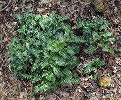 Arum italicum italicum