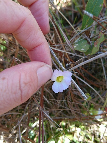 Pinguicula primuliflora