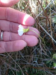 Pinguicula primuliflora
