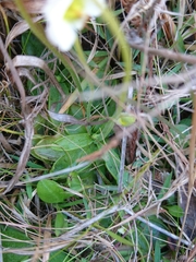 Pinguicula primuliflora