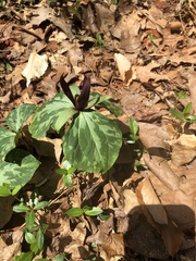 Trillium cuneatum