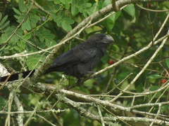 Crotophaga ani