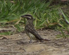 Myiodynastes maculatus