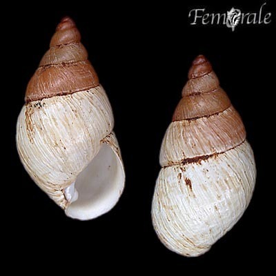 Amastra crassilabrum