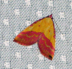 Phytometra rhodarialis