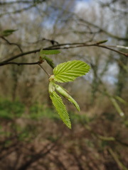Carpinus betulus