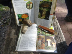 Leccinum duriusculum