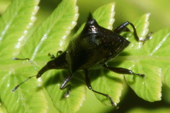 Scolopterus penicillatus