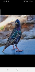 Sturnus vulgaris