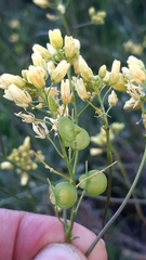 Biscutella valentina