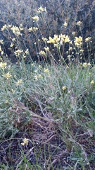 Biscutella valentina