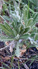 Biscutella valentina