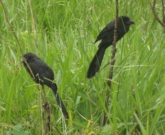 Crotophaga ani