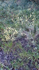 Biscutella valentina