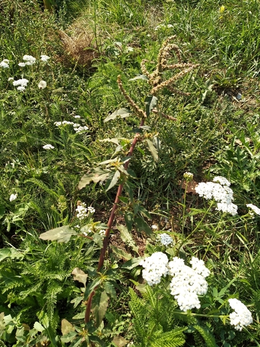 Amaranthus spinosus iNat (1)