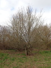 Carpinus betulus