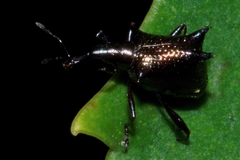 Scolopterus aequus