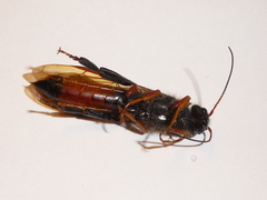 Sirex juvencus
